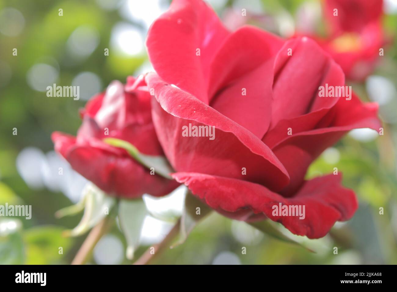 Macrophotographie de Rosebuds. L'été s'épanouit en gros plan. Roses rouges dans le jardin. Pétales de fleurs rouges. Arrière-plan vert. Symbolique de fleurs. Amour. Banque D'Images