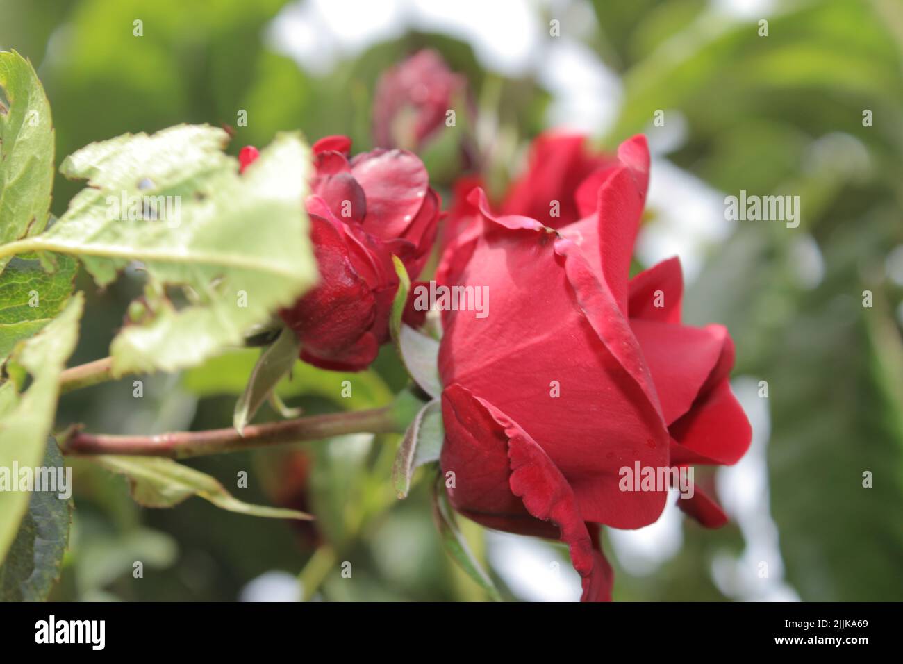Macrophotographie de Rosebuds. L'été s'épanouit en gros plan. Roses rouges dans le jardin. Pétales de fleurs rouges. Arrière-plan vert. Symbolique de fleurs. Amour. Banque D'Images