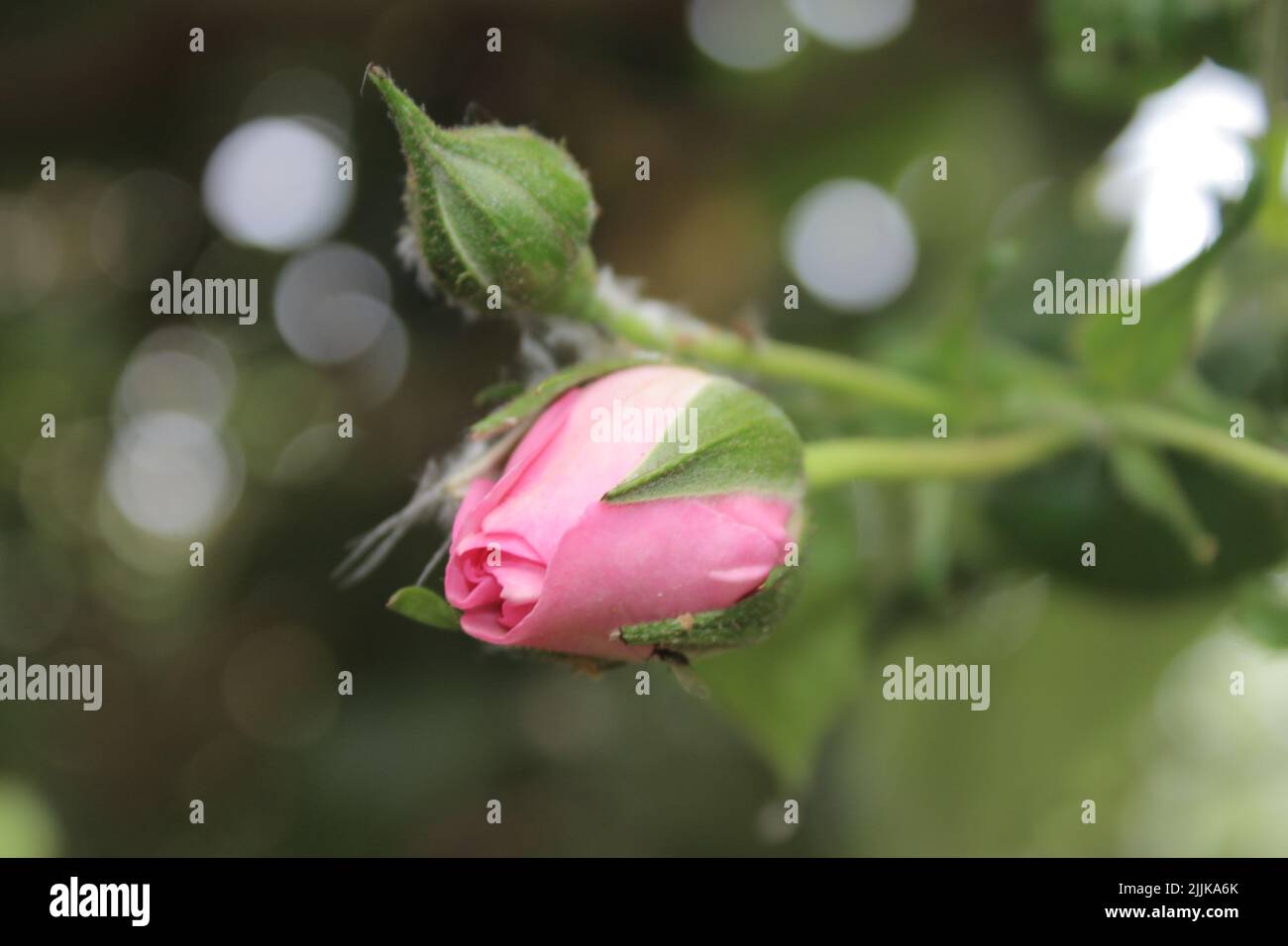 Macrophotographie de Rosebuds. L'été s'épanouit en gros plan. Roses roses roses dans le jardin. Pétales de fleurs roses. Arrière-plan vert. Feuillages luxuriants. Arbre broussaillé. Banque D'Images
