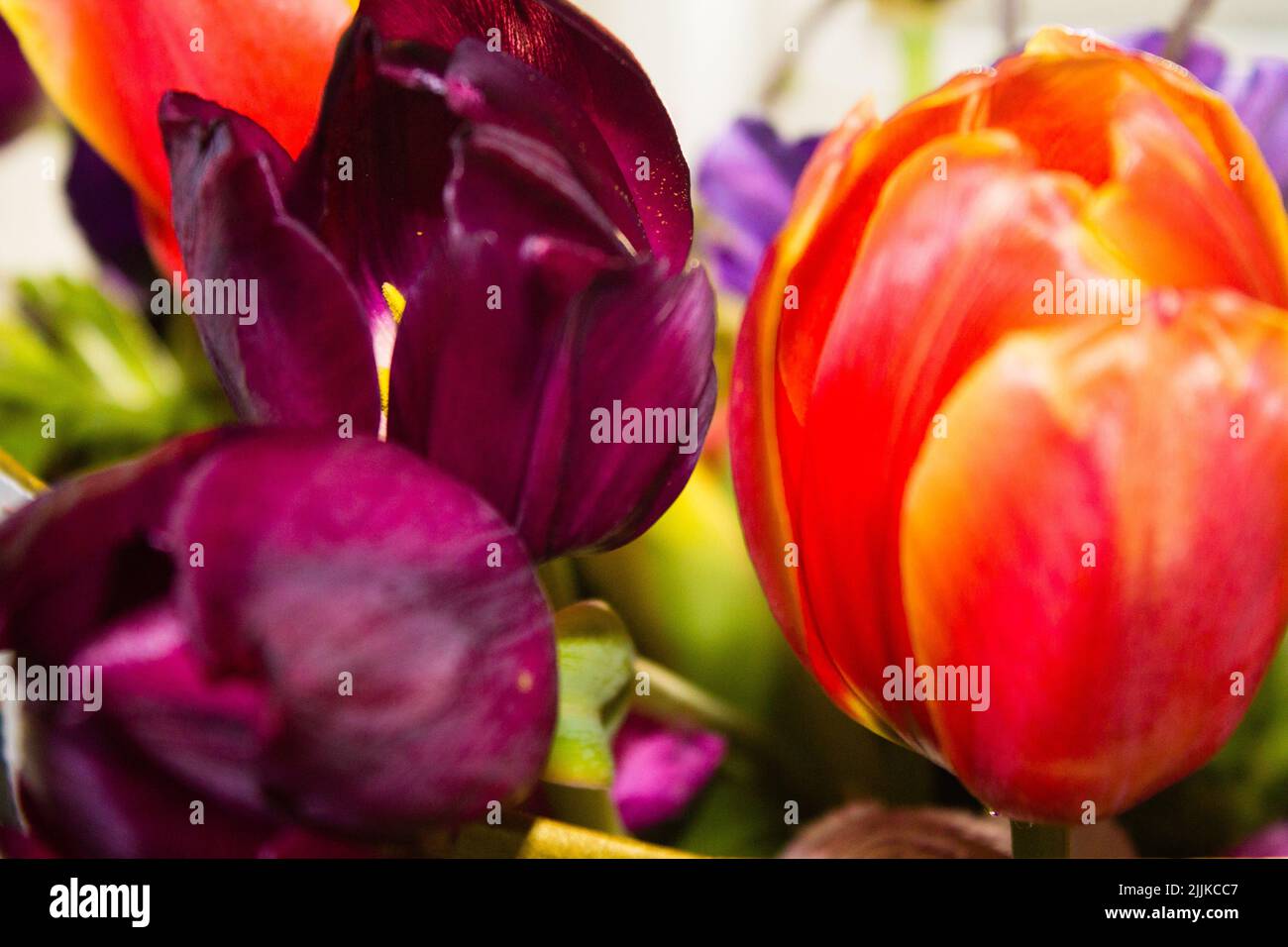 Un gros plan de tulipes colorées dans un bouquet Banque D'Images