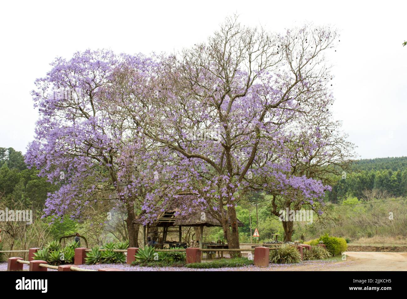 Une vue rapprochée d'un arbre de Jacaranda violet et d'une cabane à côté de la route rurale Banque D'Images