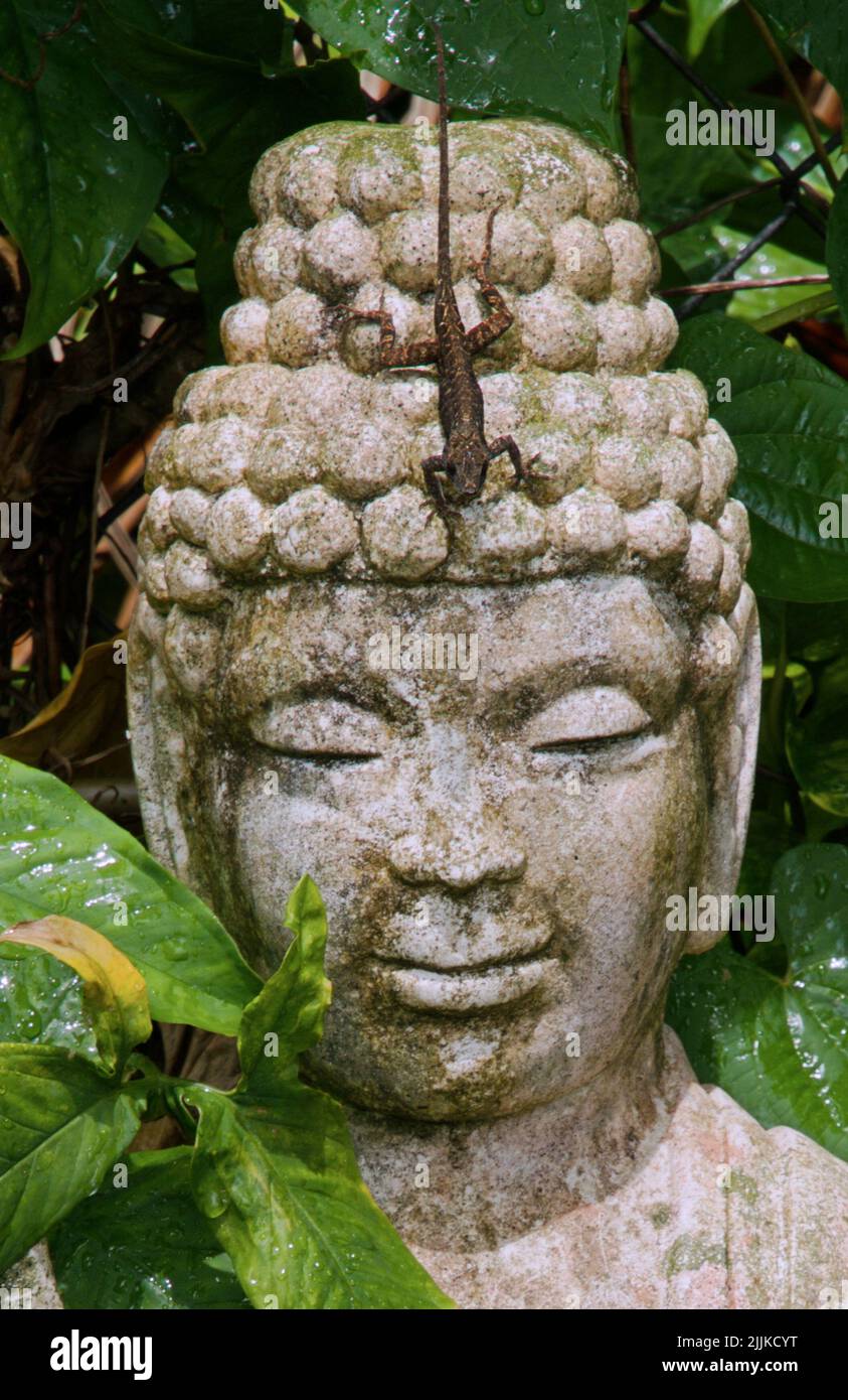 Une photo verticale d'une statue de bouddha avec un lézard sur sa tête dans la nature Banque D'Images