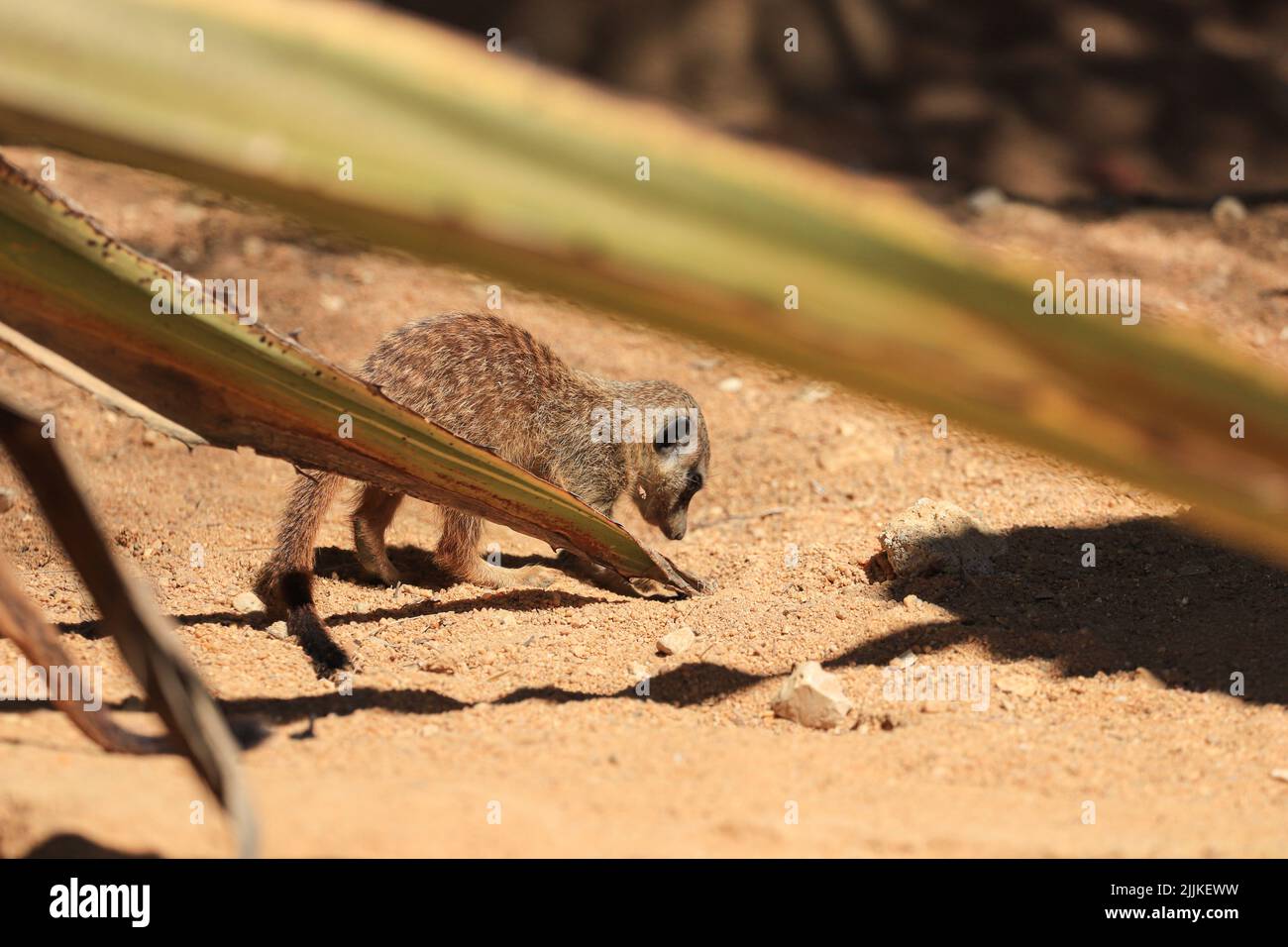 Un mignon, moelleux meerkat dans un parc par temps ensoleillé dans un fond flou Banque D'Images