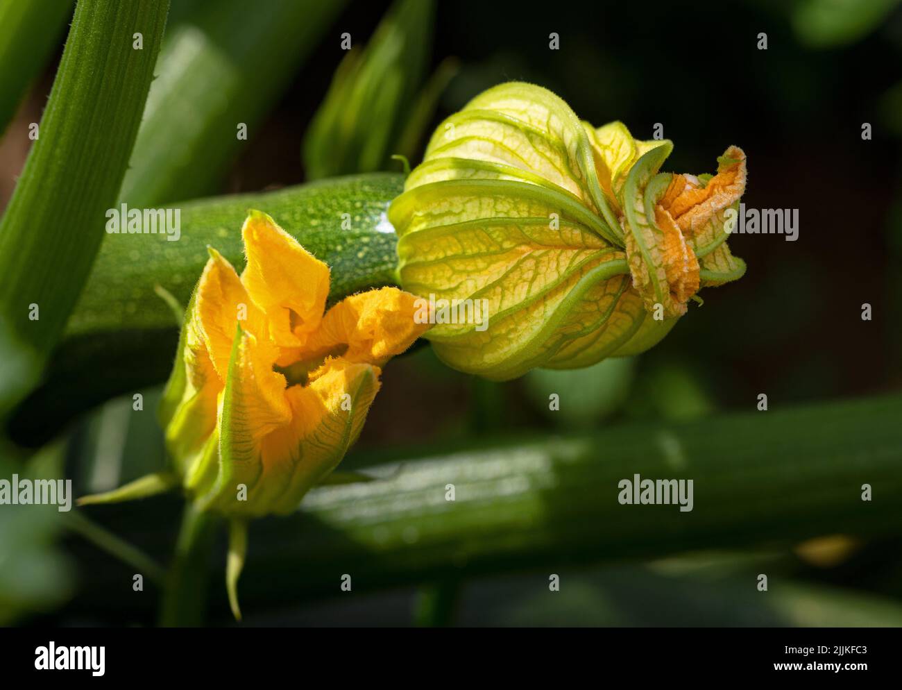 Détail d'une plante de courgettes - une fleur mâle et une fleur femelle Banque D'Images