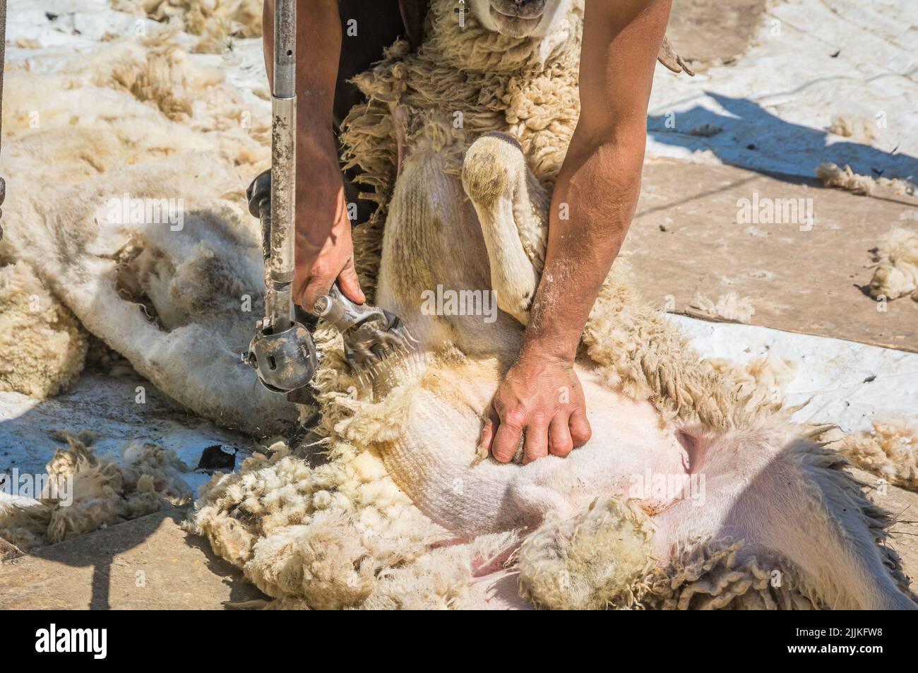 Les hommes utilisent des tondeuses pour cisailler des moutons en brebis. Cisaillement des moutons au printemps Banque D'Images