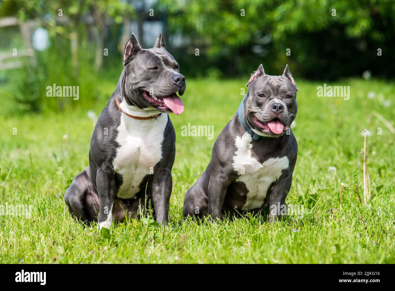 Cheveux bleus Staffordshire Terrier américain et Bully américain chiens Banque D'Images