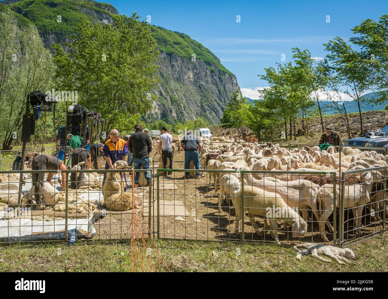 Les hommes utilisent des tondeuses pour cisailler des moutons en brebis. Cisaillement des moutons au printemps Banque D'Images