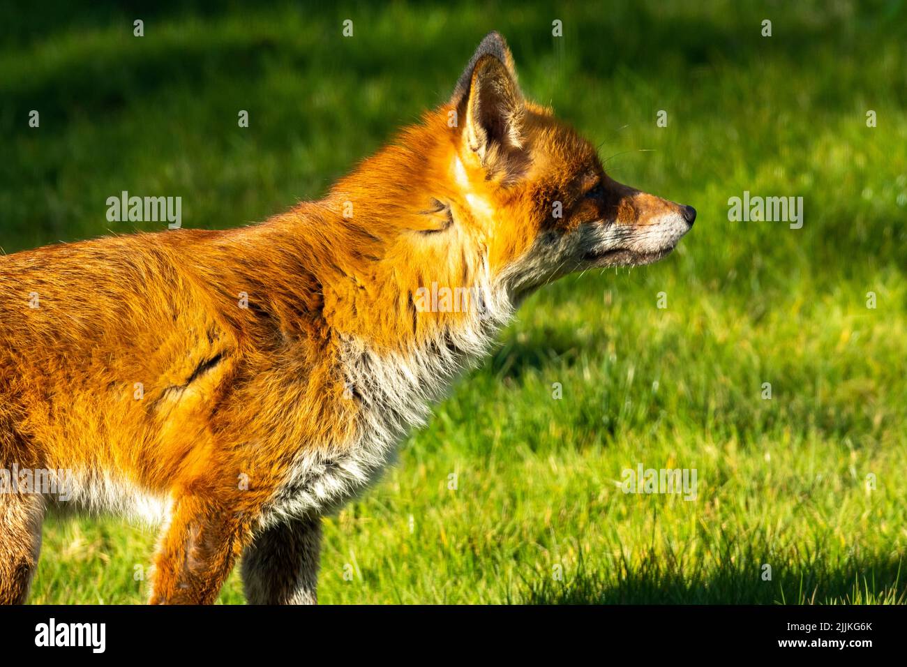 Un renard sur la pelouse d'un jardin de banlieue un après-midi ensoleillé. Vulpes vulpes Banque D'Images