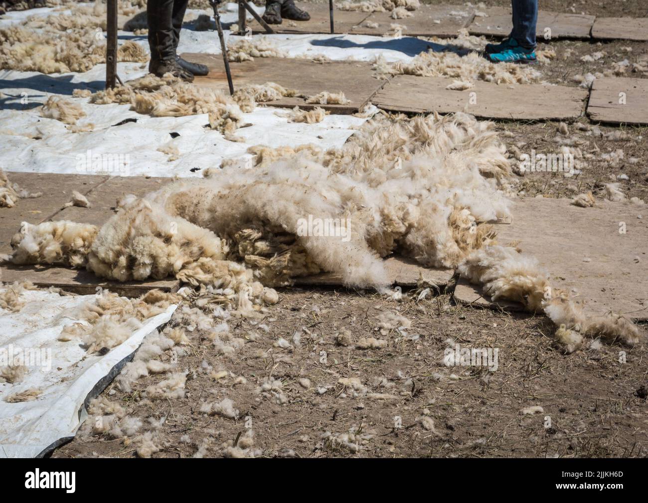 Les hommes utilisent des tondeuses pour cisailler des moutons en brebis. Cisaillement des moutons au printemps Banque D'Images