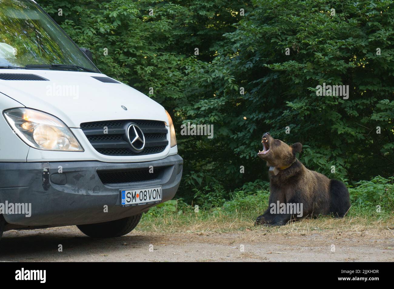 Un homme nourrissant un ours de sa voiture sur le côté de la route en Roumanie Banque D'Images