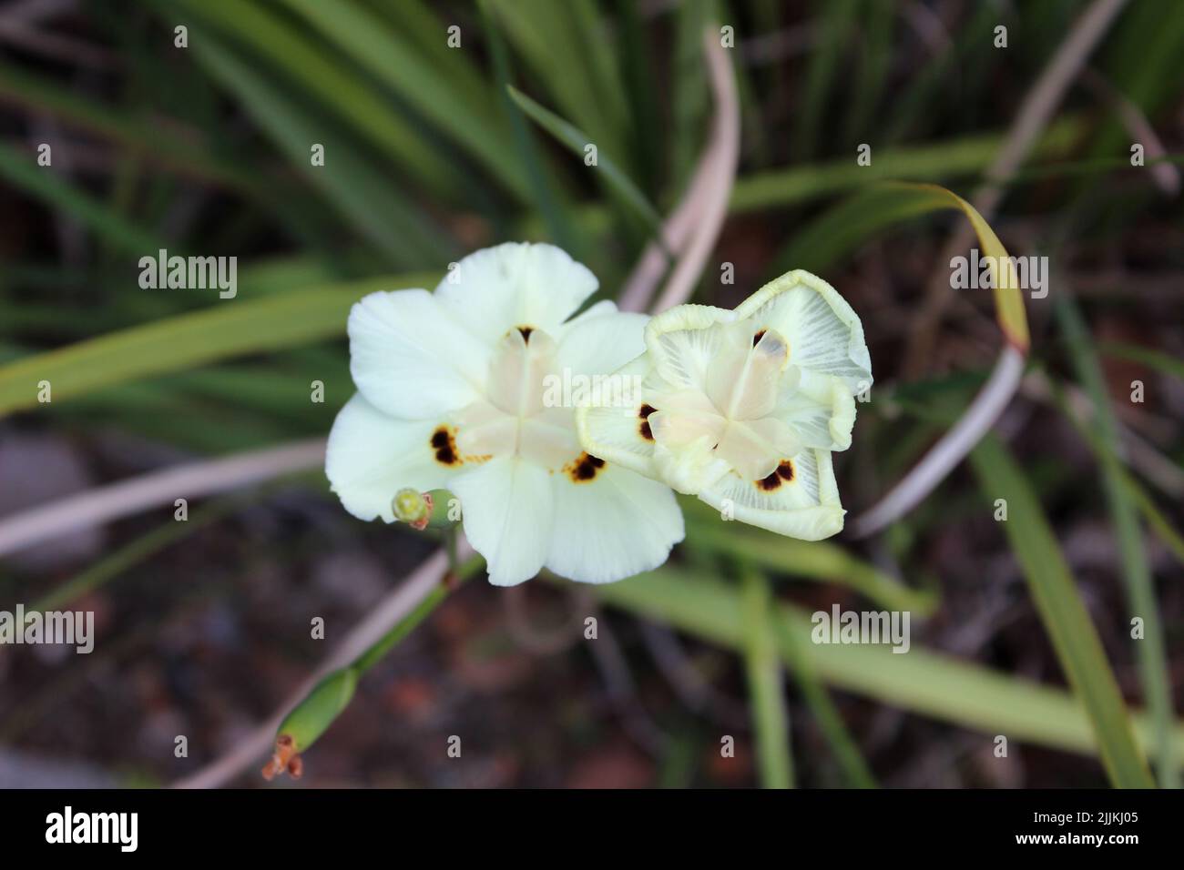 Un cliché peu profond de fleurs d'iris sauvage jaune qui fleurit dans le jardin pendant la journée avec un arrière-plan flou Banque D'Images