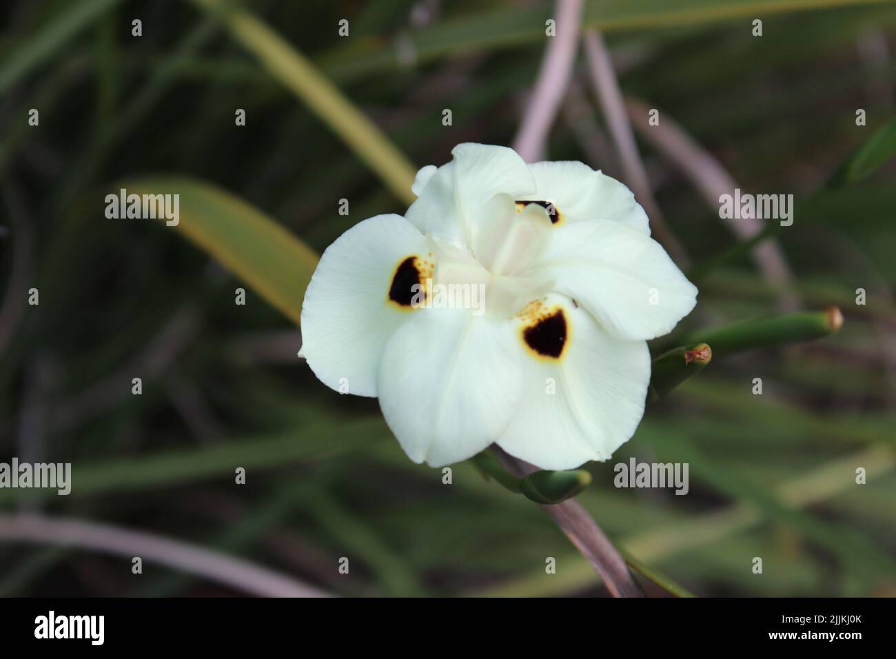 Photo avec mise au point peu profonde de fleurs d'iris sauvage jaune qui fleurissent dans le jardin avec un arrière-plan flou Banque D'Images
