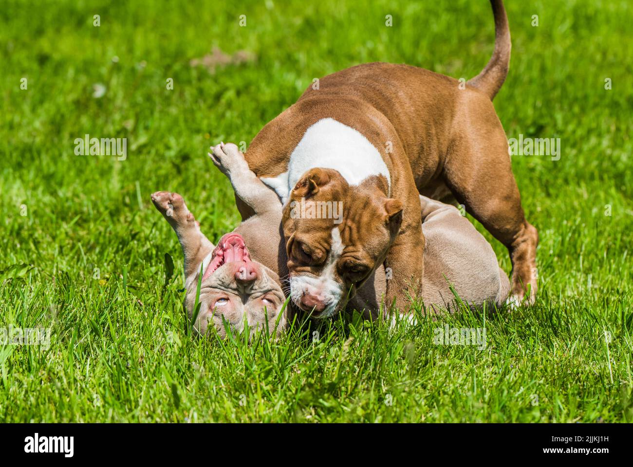 Les chiens de chiots Bully américains jouent sur la nature Banque D'Images