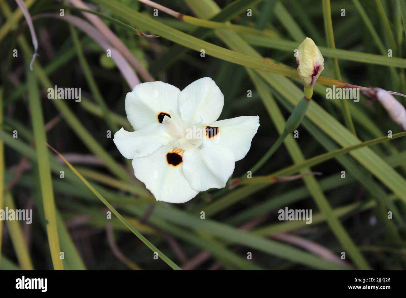 Un gros plan de la fleur bicolore dietes qui pousse dans le jardin Banque D'Images