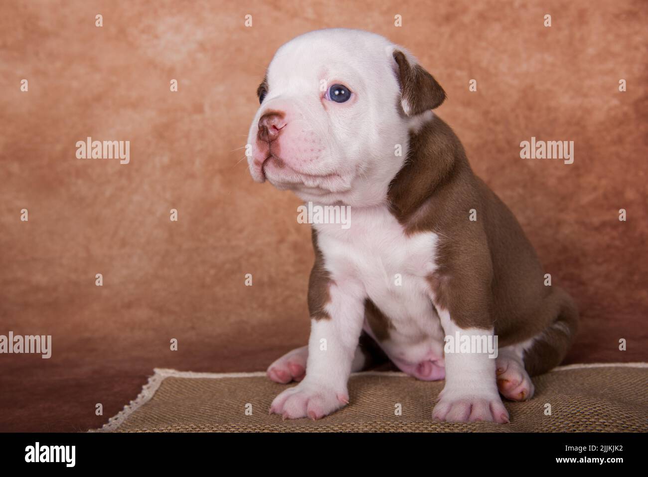 Chiot américain drôle de boulies sur fond marron Banque D'Images