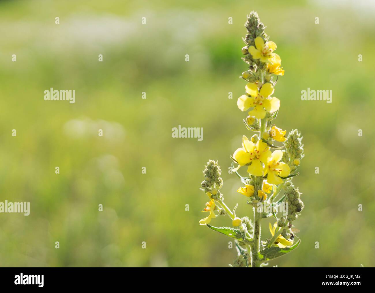 Verbascum densiflorum la mulléine à fleurs denses bien connue Banque D'Images