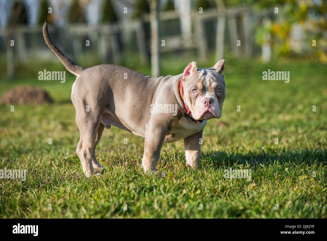 Un chien de poche de couleur lilas américain Bully Puppy marche. Banque D'Images
