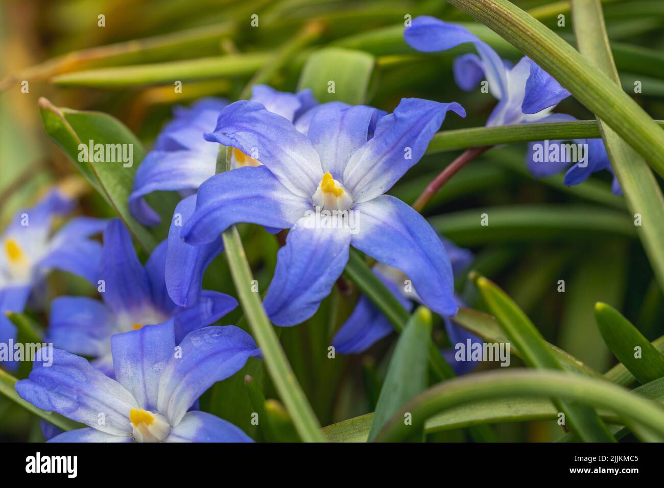 Gros plan sur une gloire des fleurs de neige - Scilla Banque D'Images