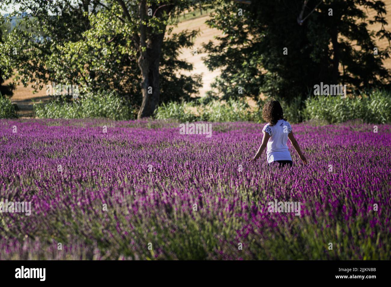 Une personne marchant dans un grand beau champ de lavande Banque D'Images