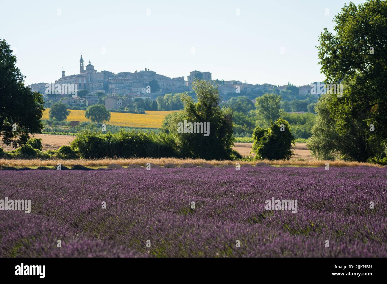 Un beau paysage avec un grand champ de lavande Banque D'Images