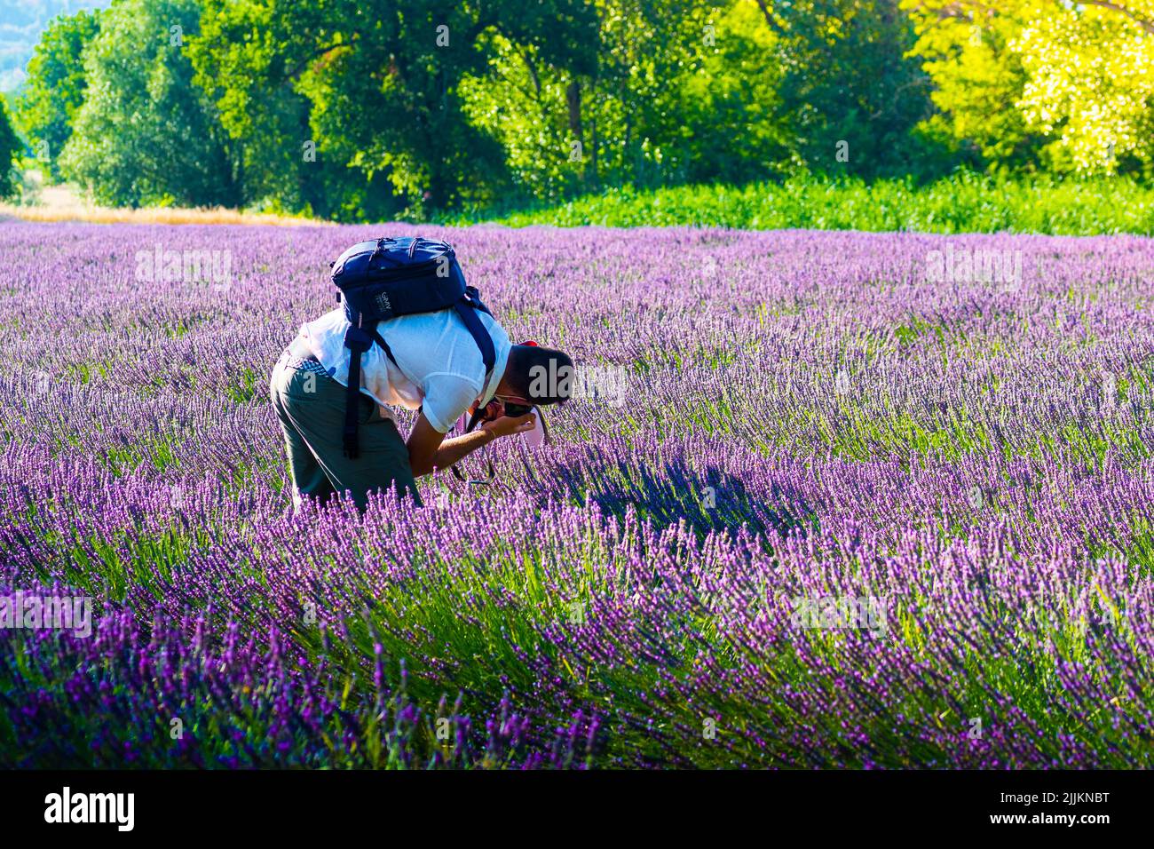 Un homme avec un sac à dos qui photographie sur un champ de lavande Banque D'Images