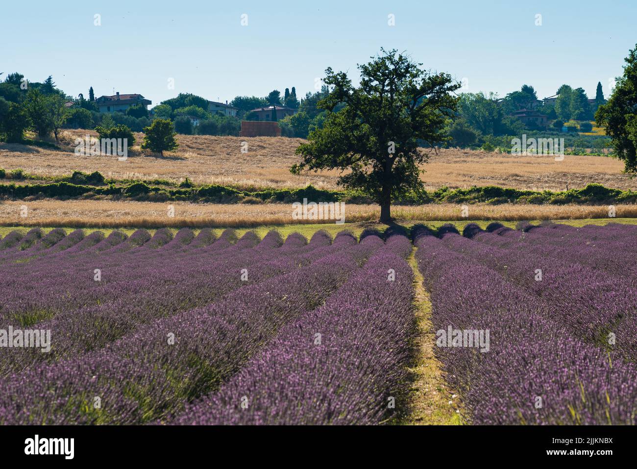 Un beau paysage avec un grand champ de lavande Banque D'Images