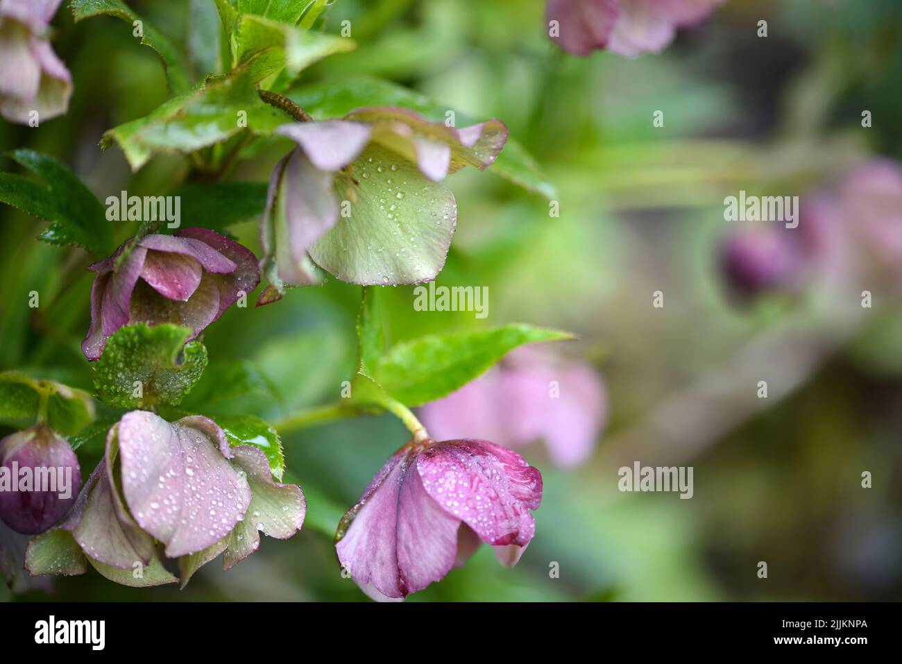 Belle Helleborus rose, les fleurs de printemps sont en fleur dans le jardin. Fond floral Banque D'Images