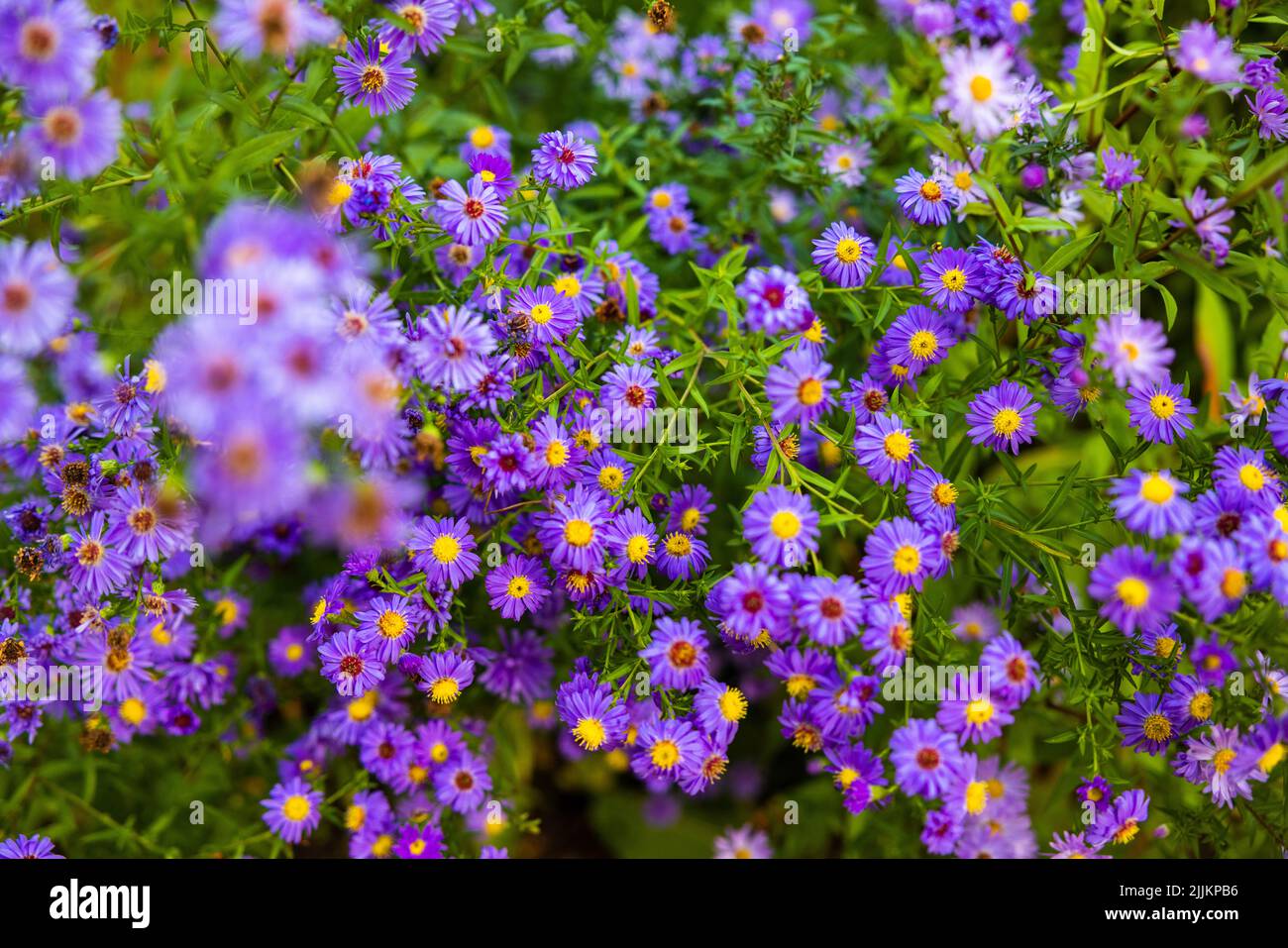 Un gros plan d'asters broussailles fleuris dans le jardin Banque D'Images