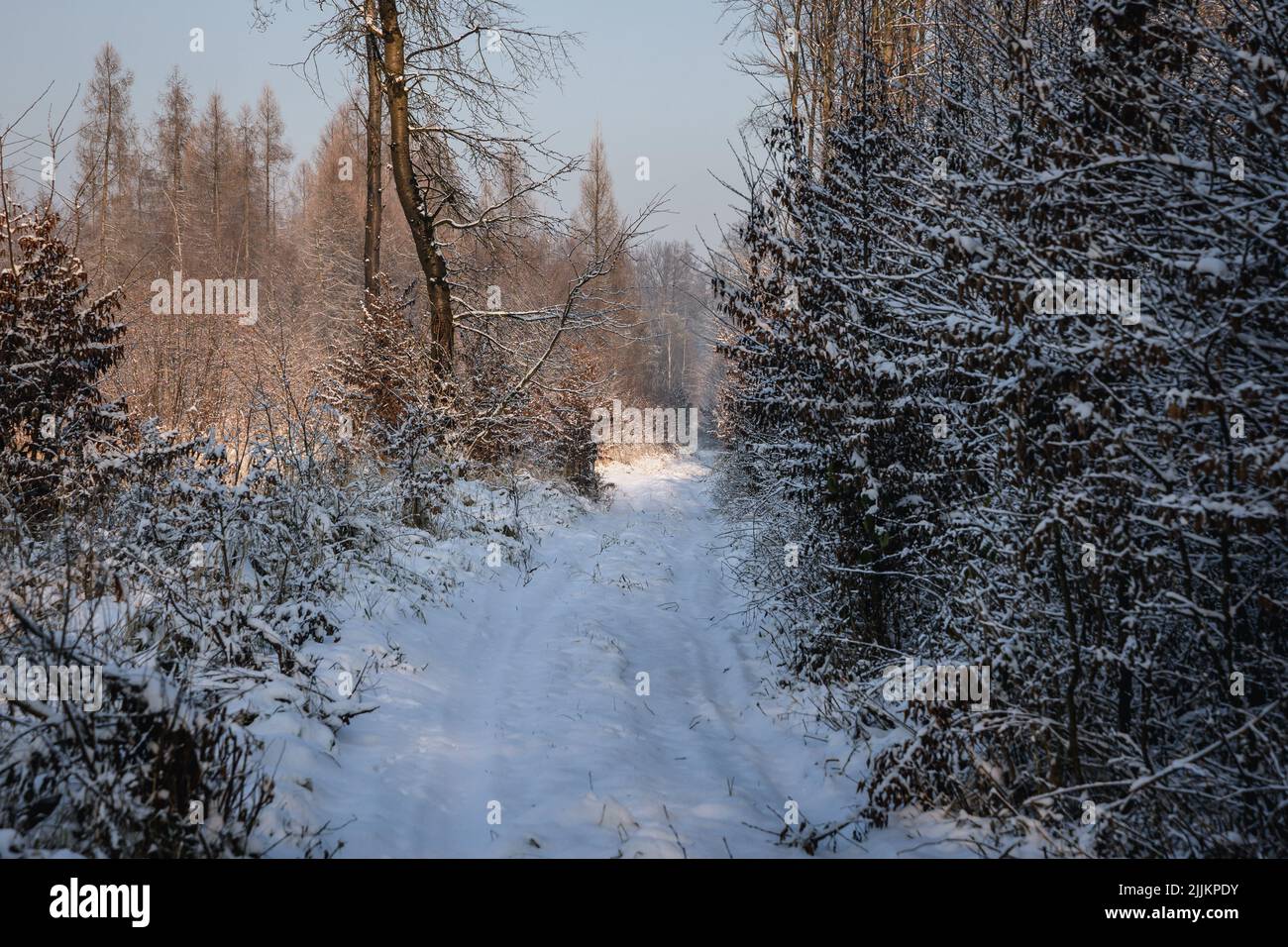 Neige en forêt dans le village de Rogow à Lodzkie Voivodeship de Pologne Banque D'Images