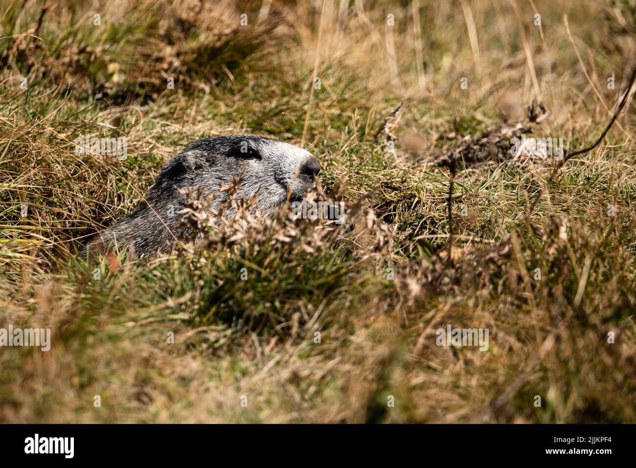 Un gros plan d'un Marmotte qui regarde par un trou dans le sol dans les Alpes françaises Banque D'Images