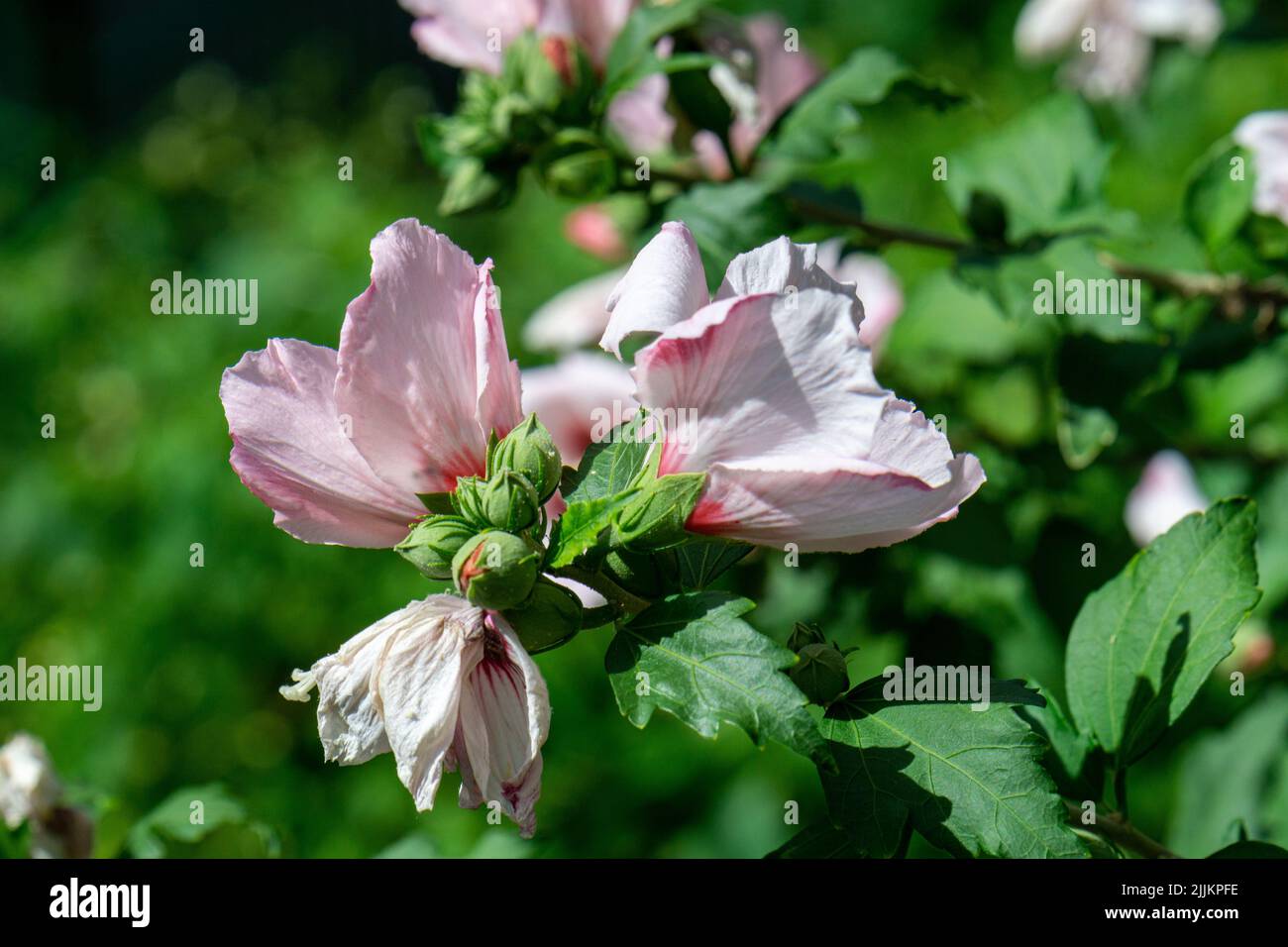 Gros plan d'une branche de fleurs d'Hibiscus. Banque D'Images