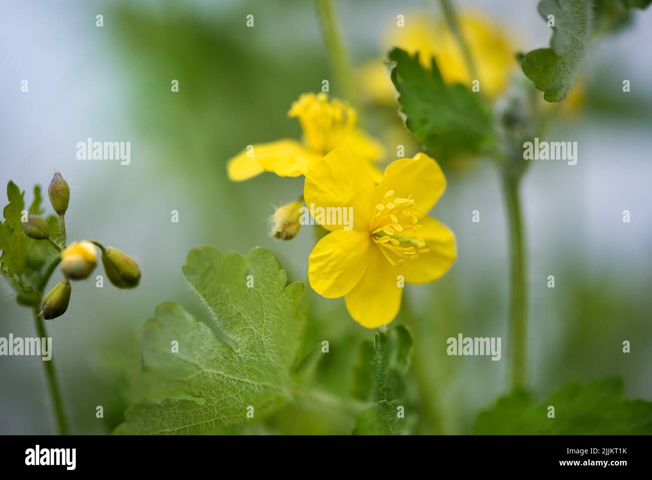 Grande Celandine, fleurs sauvages jaunes, gros plan. Chelidonium majus floraison, plante médicinale de la famille des papavéracées. sap opaque jaune-orange de Banque D'Images