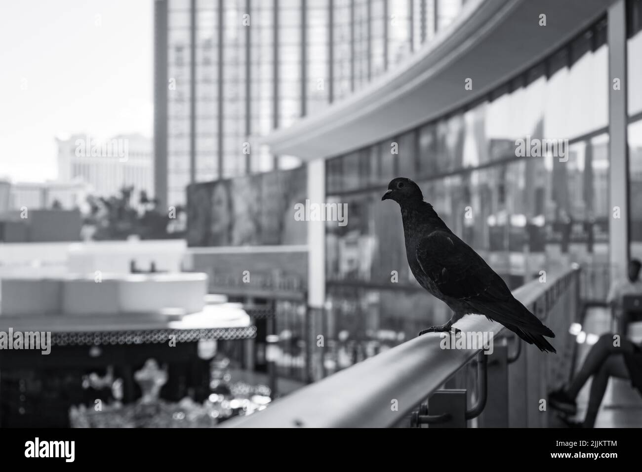 Une photo en noir et blanc d'un pigeon debout sur une clôture de bâtiment à Las Vegas Banque D'Images