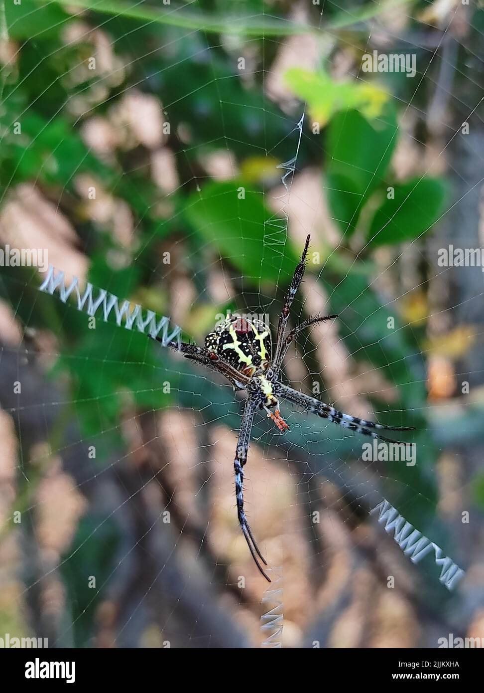 Gros plan sur Spider Web photos arrière-plan Banque D'Images
