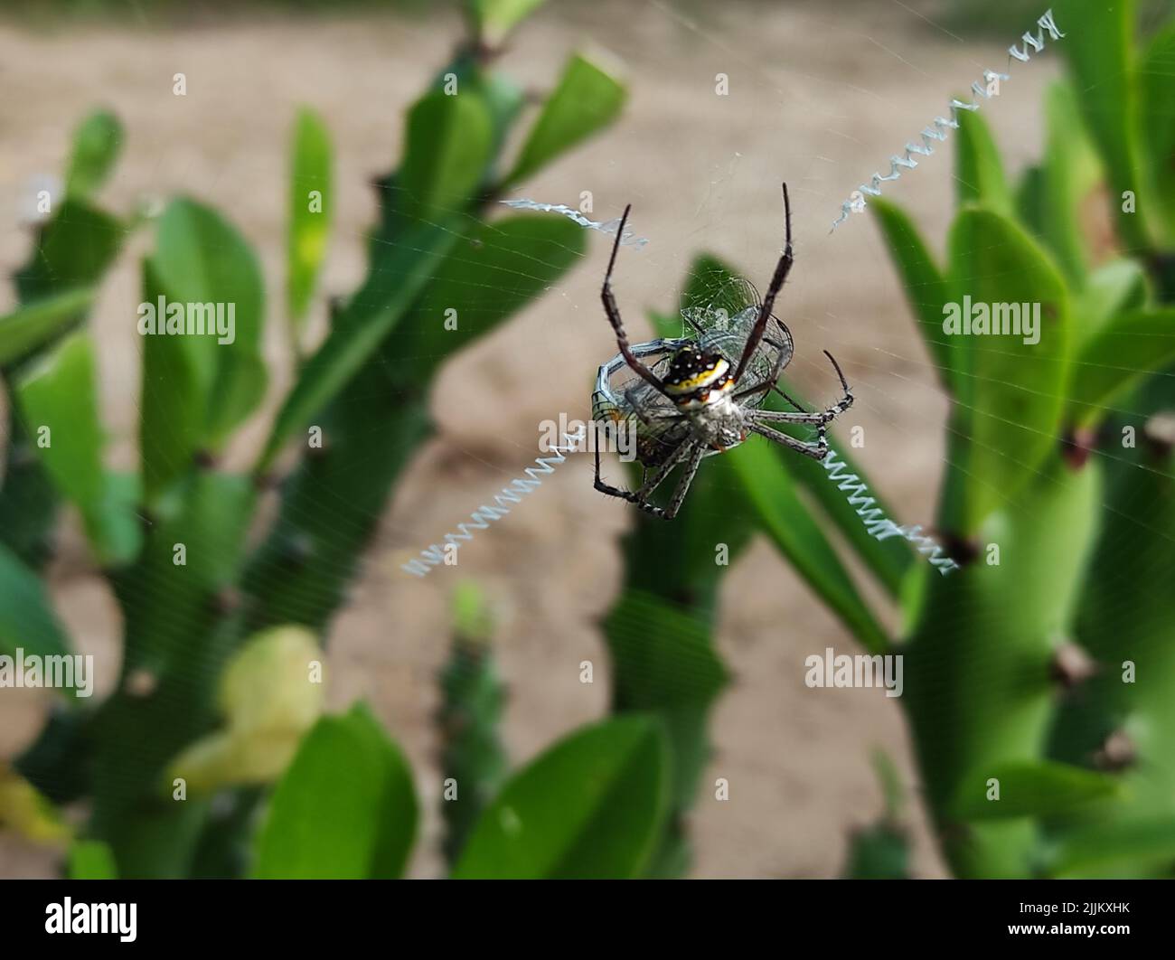 Gros plan sur Spider Web photos arrière-plan Banque D'Images
