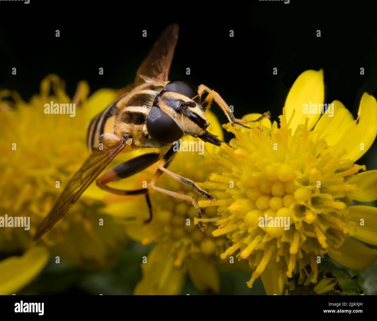 Un joli, et complètement inoffensif, jaune et noir rayé volent-mouche, nourrissant d'une fleur de Ragwort Banque D'Images