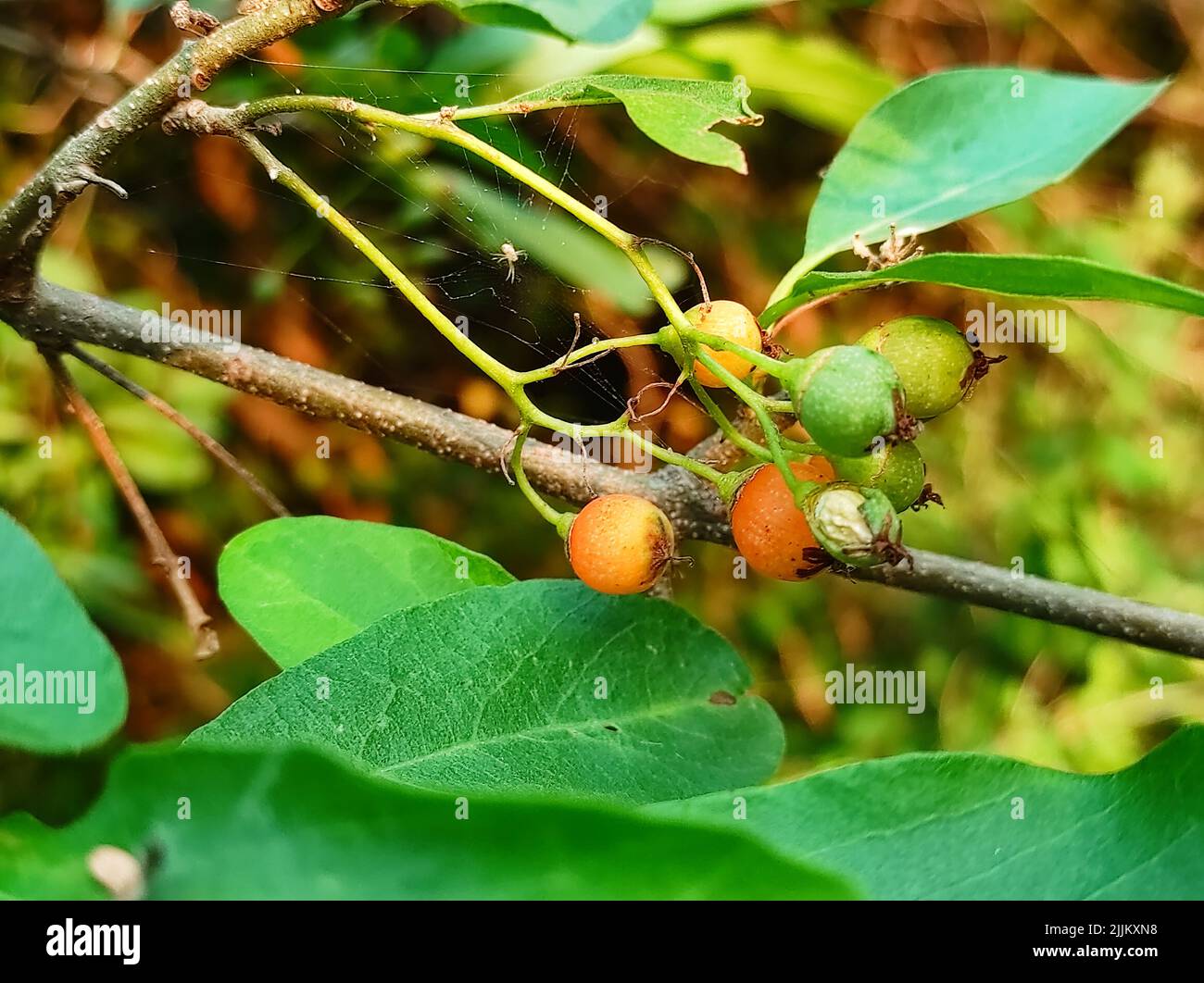 Nom commun Lasora, Gunda, Bahuar, Bahuka, Cerisier d'Inde, Cerise clameuse, Manjack parfumé, Cordia Dichotoma, Banque D'Images
