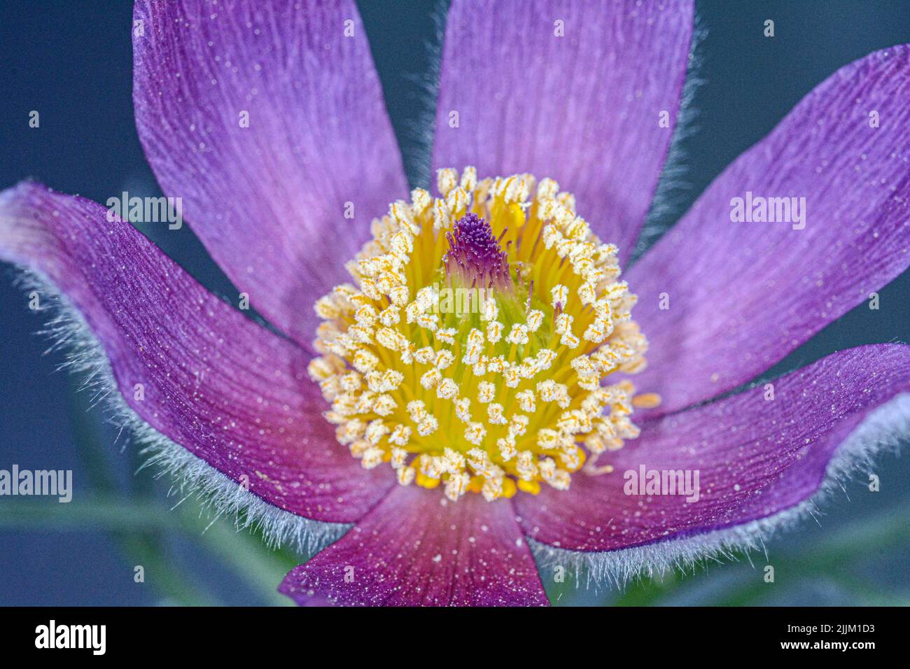 Photo macro des pétales d'une belle fleur Banque D'Images