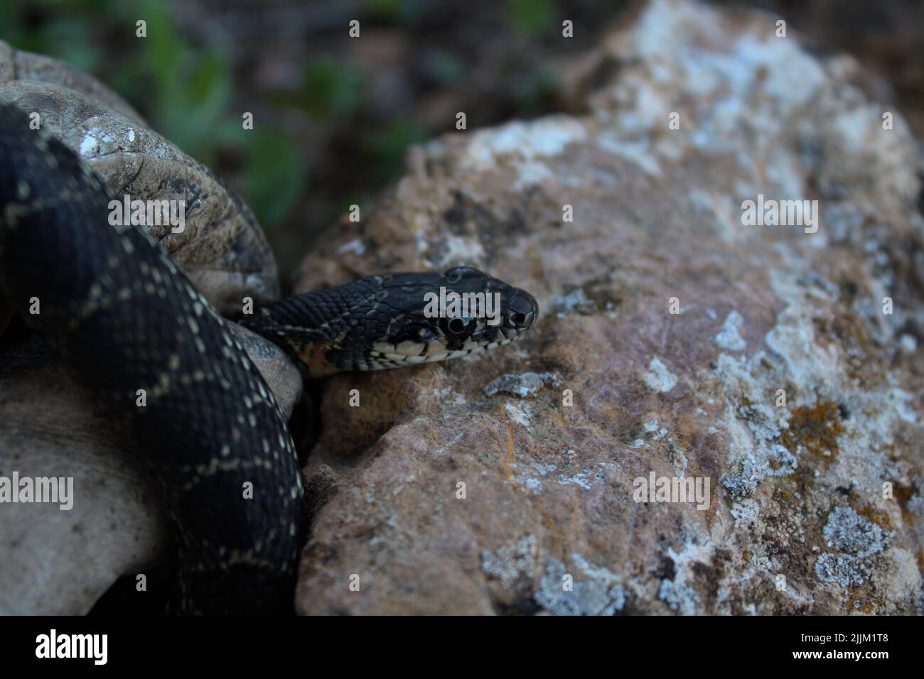 Gros plan d'un petit python sur une roche Banque D'Images