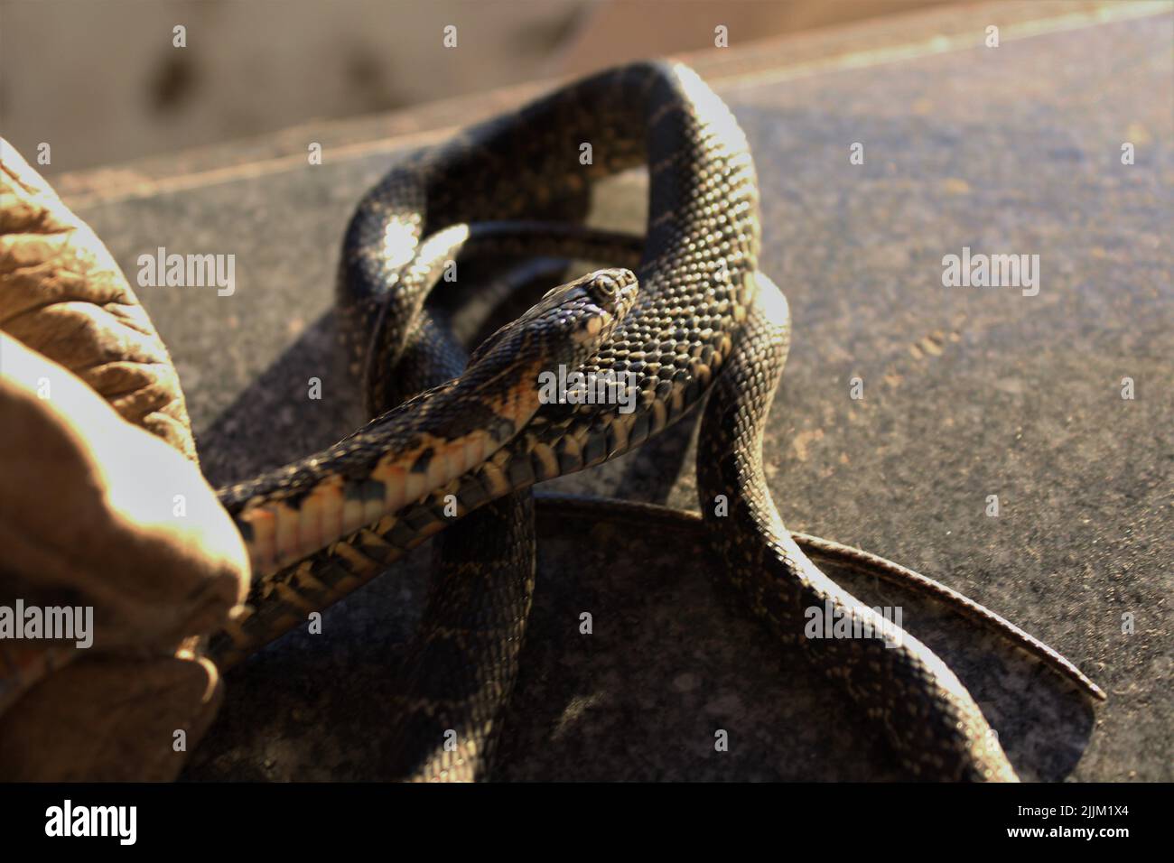 Gros plan d'un petit python sur un sol Banque D'Images