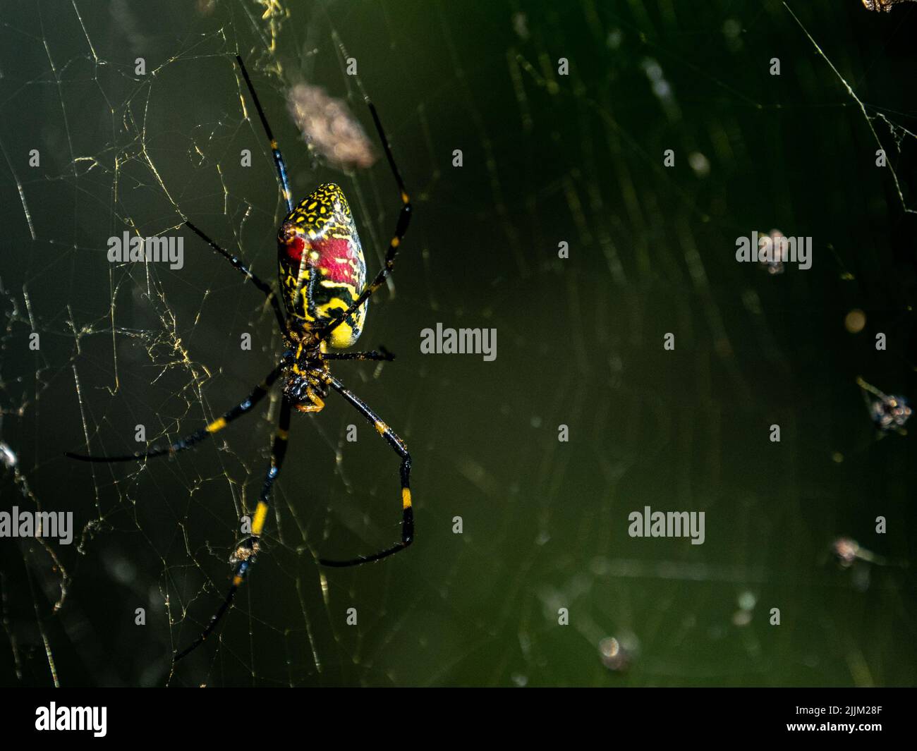 Une araignée Joro femelle sur son web à Yokohama Park, Japon Banque D'Images