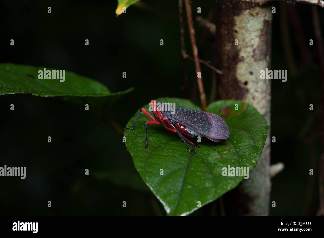 Gros plan de l'insecte Kalidasa (planthopper) sur la feuille verte d'une nuit de pluie aux couleurs vives Banque D'Images