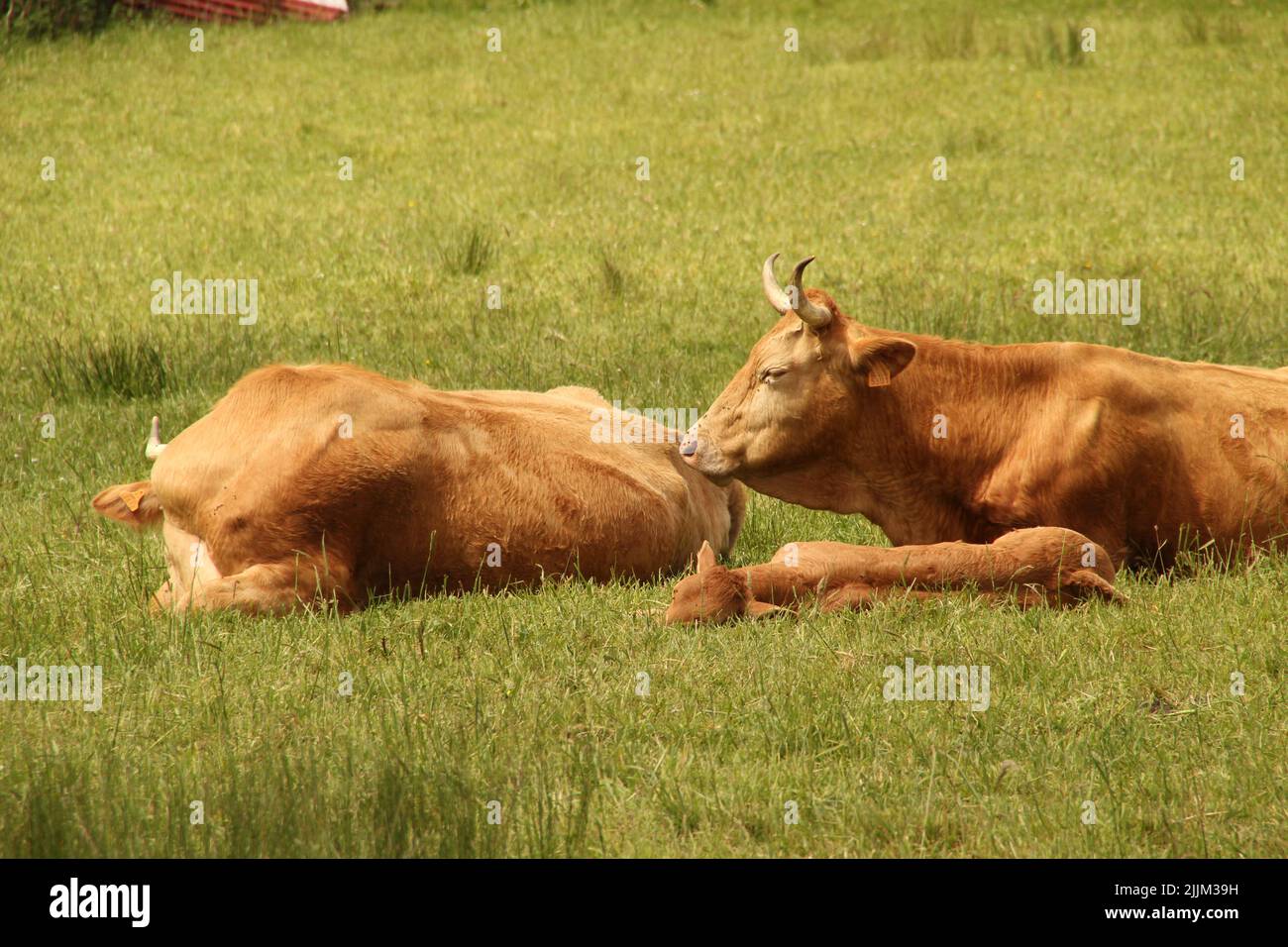 Une vue naturelle des vaches brunes se reposant dans le champ vert Banque D'Images