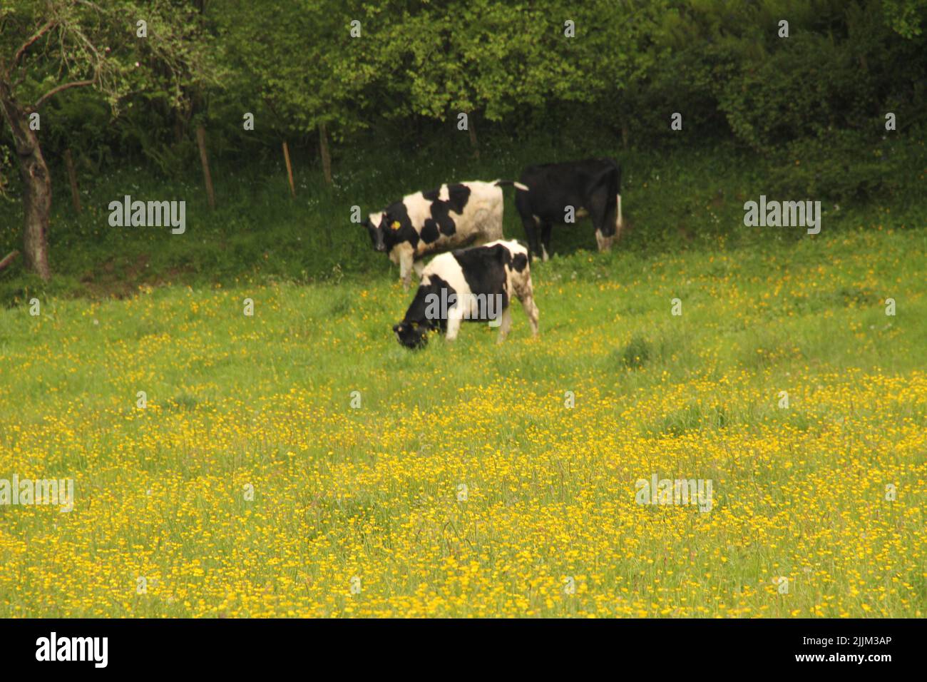 Une vue naturelle des vaches noires et blanches qui broutage dans le champ vert Banque D'Images