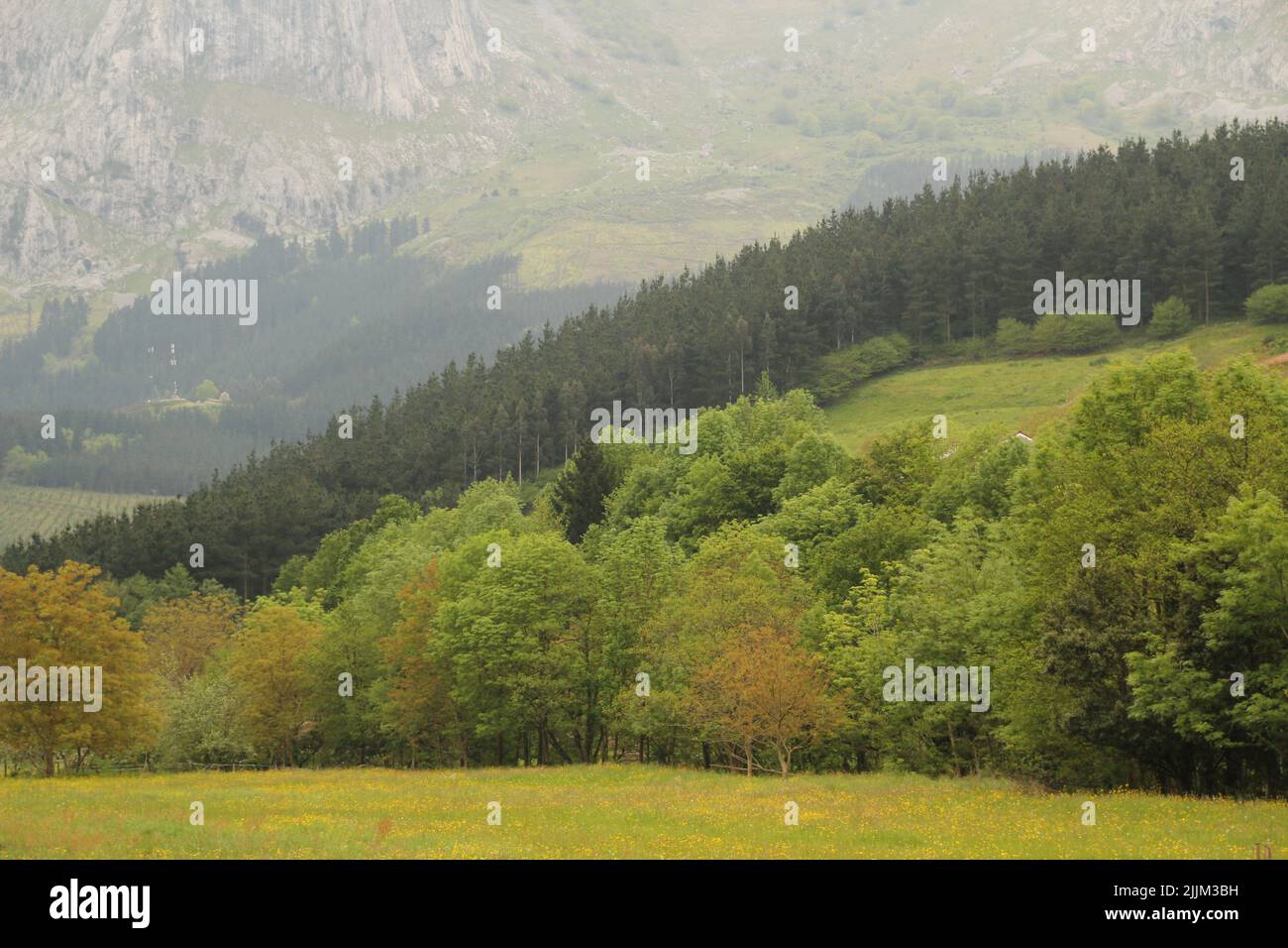 Un paysage de vastes arbres sur un terrain vallonné dans la campagne Banque D'Images