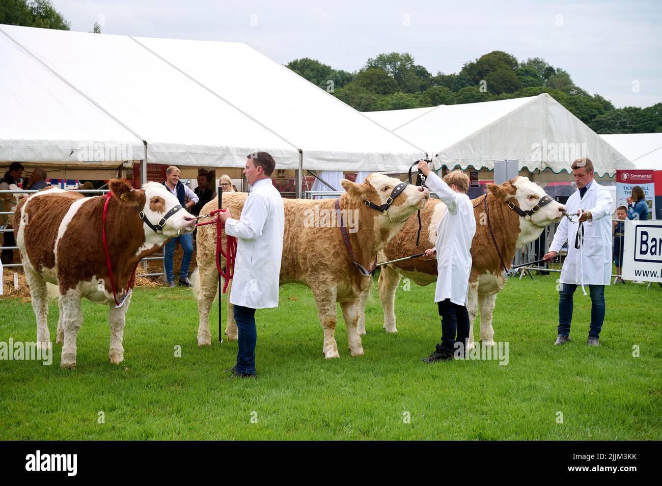 Juger le bétail Simmental au Royal Lancashire Show Banque D'Images