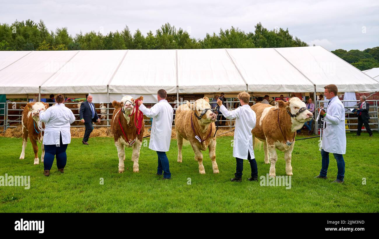 Juger le bétail Simmental au Royal Lancashire Show Banque D'Images