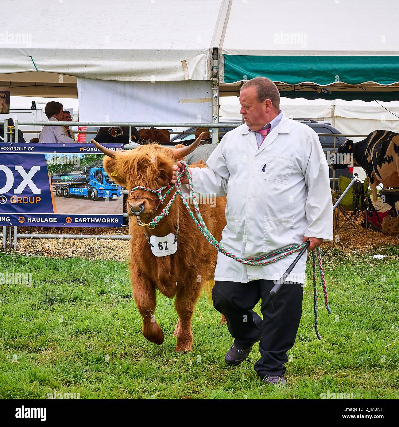 Homme dirigeant une vache des Highlands dans l'arène du jury au Royal Lancashire Show 2022 Banque D'Images