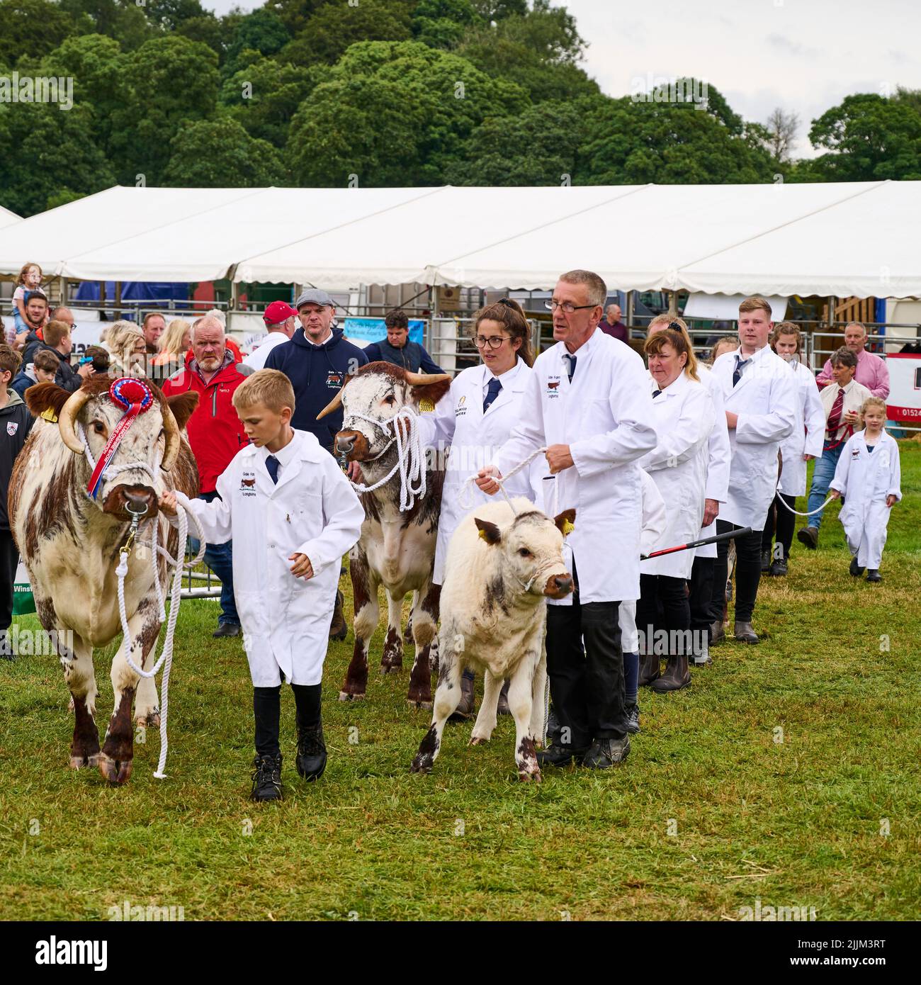 Juger le bétail Longhorn au Royal Lancashire Show Banque D'Images