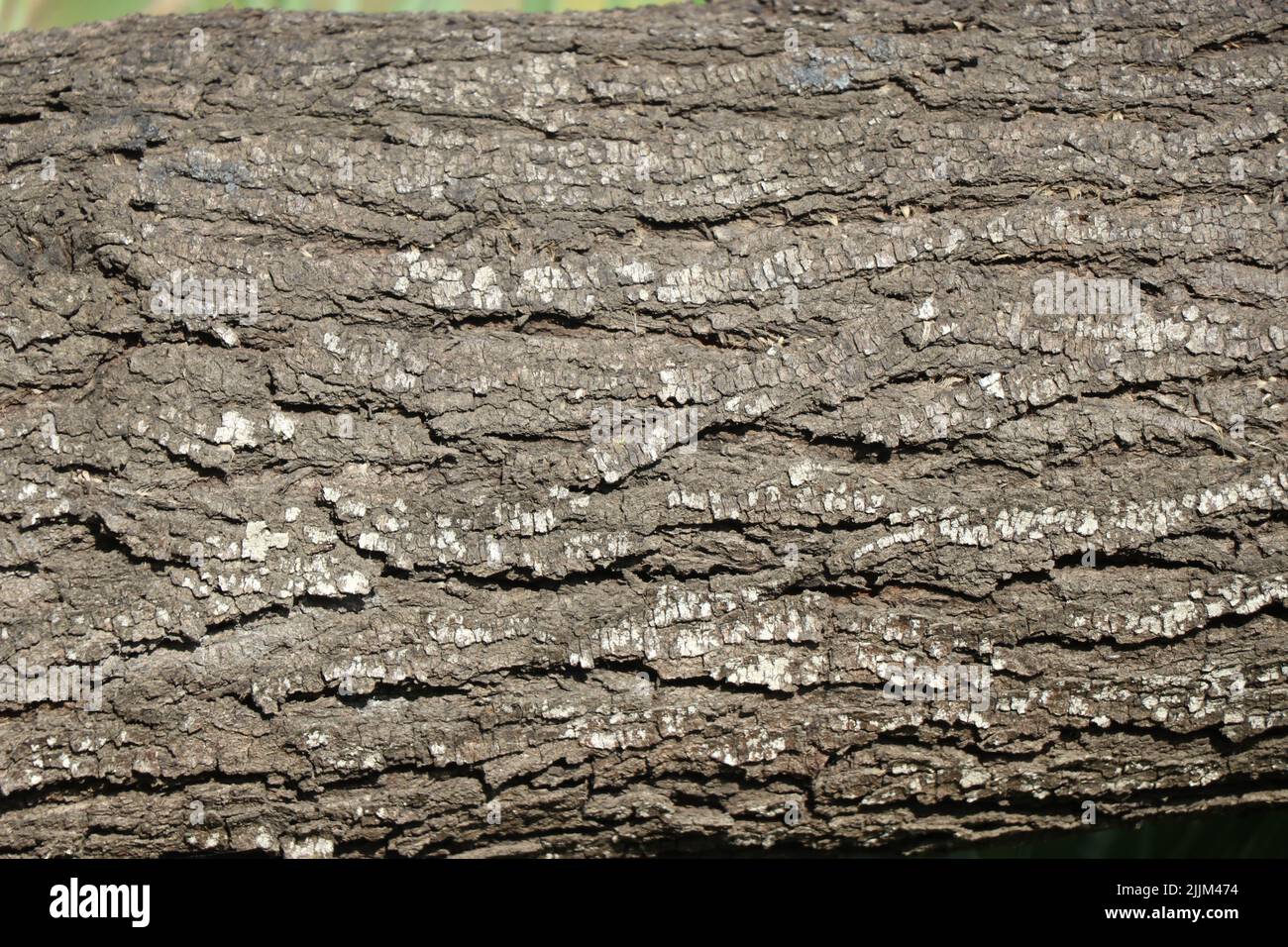 Photo horizontale de l'écorce de l'arbre avec des rayons du soleil tombant sur sa surface Banque D'Images